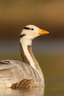 Bar-headed Goose (Anser indicus), Utrecht, Netherlands