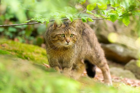 European wildcat (Felis silvestris silvestris) walking in a forest, Bavaria, Germany