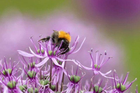 Tree bumblebee (Bombus hypnorum) adult bee insect feeding on a garden purple Allium flower in