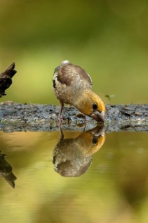 Appelvink jong drinkt water, Hawfinch juvenile drinking water