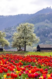 Tulip field for self-picking near Nabern on the Albtrauf of the Swabian Alb. Kirchheim unter Teck,
