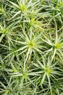 Tillandsia bergeri (Bromeliaceae) Epiphyte from South America, full size