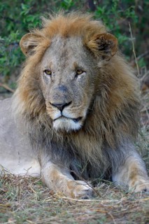 Lion (Panthera leo), male lies in bushes, animal portrait, Khwai region, North-West District,