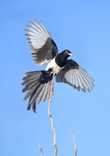 Yellow-billed Magpie (Pica nuttalli) flying, California, USA