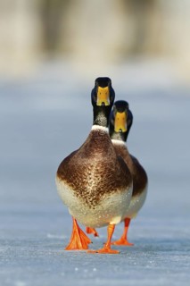 Mallard (Anas platyrhynchos) male, Thurgovia, Switzerland