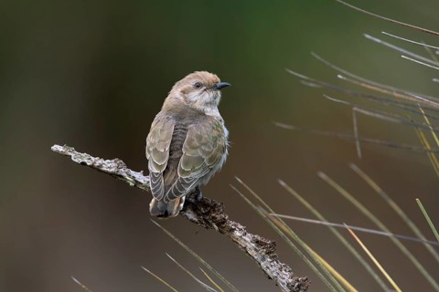 Horsfield's Bronze Cuckoo (Chrysococcyx basalis) juvenile, Victoria, Australia