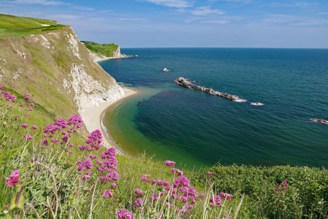 Flowers on the cliffs overlooking the coast and the deep blue sea, Jurassic Coast, Weymouth,