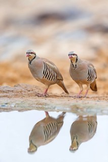 Chukar partridge, Chukar stone partridge, (Alectoris chuka), Animals, Chickens, Chukahens, Family