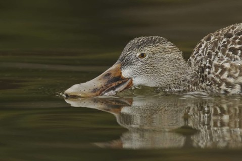 Northern Shoveler (Spatula clypeata) female, Arizona, USA