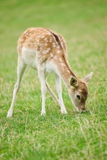 European fallow deer (Dama dama) hind standing on a meadow, tirol, Kitzbühel, Wildpark Aurach,