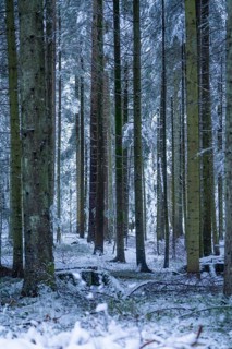 Snow-covered forest trunks in upright format, atmospheric winter picture, Enzklösterle, district of