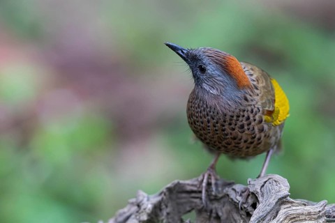 Assam Laughingthrush (Trochalopteron chrysopterum woodi), Yunnan, China