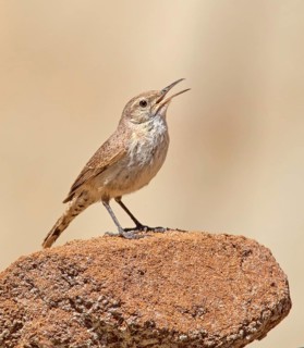 A Rock Wren (Salpinctes obsoletus) perched on a rock in the badlands of North Dakota