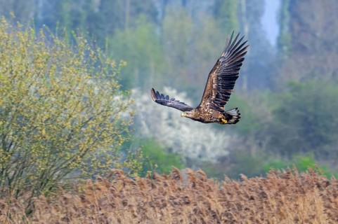 Young white-tailed eagle, Eurasian sea eagle, erne (Haliaeetus albicilla) immature flying over reed