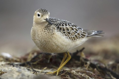 Buff-breasted Sandpiper (Calidris subruficollis), Asturias, Spain