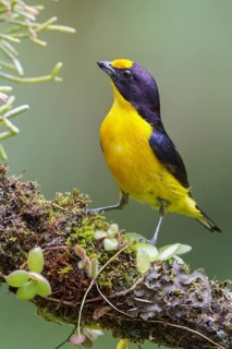 Violaceous Euphonia (Euphonia violacea) perched on a branch in the Atlantic rainforest of southeast