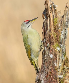 Grey-headed woodpecker (Picus canus), male sitting on a tree stump overgrown with moss and lichen,