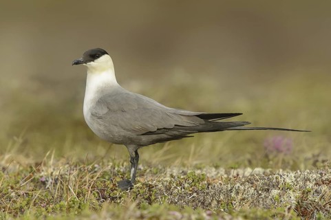 Long-tailed Jaeger (Stercorarius longicaudus), Alaska, USA