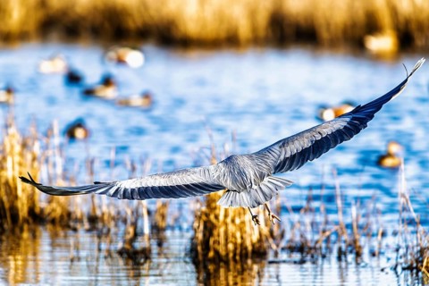 Grey Heron, Ardea cinerea, bird in winter on marshes in winter