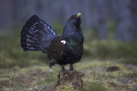 Western Capercaillie (Tetrao urogallus) male, Scotland, United Kingdom