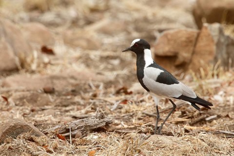 Blacksmith Lapwing (Vanellus armatus), Kruger National Park, South Africa