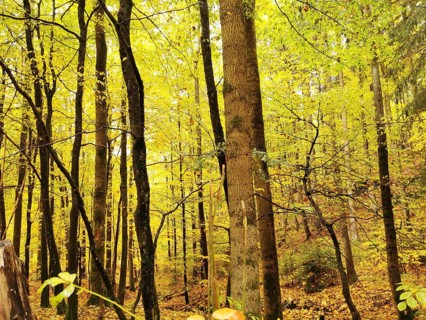 Bright autumn forest with intense yellow leaves and sunlight, Franconian Forest nature park Park