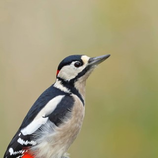 Great spotted woodpecker (Dendrocopos major), male, foraging on a tree stump overgrown with moss