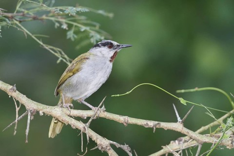Grey-capped Warbler (Eminia lepida), Masai Mara, Kenya
