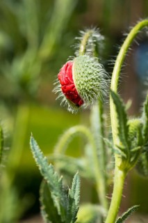 Bursting bud of a poppy flower (papaver)