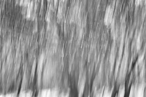 Frozen trees, blurred, winter mood
