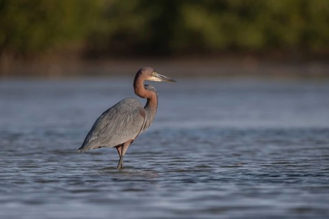 Goliath Heron (Ardea goliath), Senegal