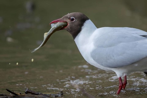 Black-headed Gull (Chroicocephalus ridibundus) eating Common bleak (Alburnus alburnus),