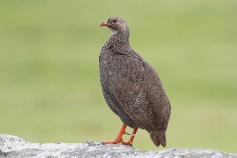 Cape Spurfowl (Pternistis capensis), Western Cape, South Africa