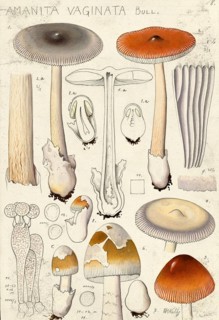 Mushroom, fungi, grey vaginal streak, Amanita vaginata, syn. Amanitopsis vaginata and Vaginata