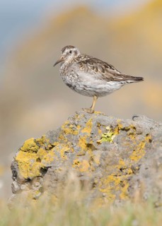 Purple Sandpiper (Calidris maritima), Iceland