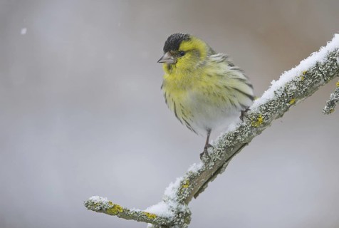 Eurasian Siskin (Spinus spinus) male, Saxony, Germany