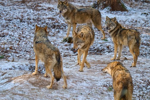Five wolves interacting one wolf in the centre in the snowy forest, pack, winter, wolf (Canis