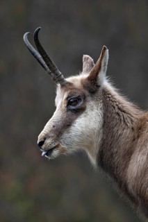 Chamois (Rupicapra rupicapra), Alpine Zoo, Innsbruck, Tyrol, Austria