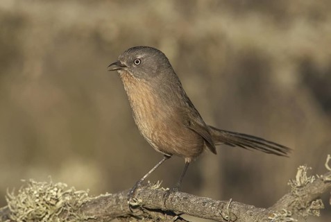 Wrentit (Chamaea fasciata), California, USA