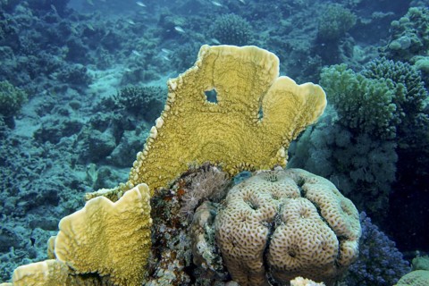 Plate fire coral (Millepora platyphylla)