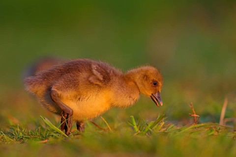 Greylag goose, Anser Anser, flight photo, sideways, chick, gosling, Wagbachniederung,