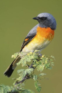 Small Minivet (Pericrocotus cinnamomeus), India