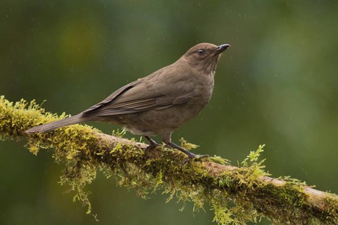 Mountain Thrush (Turdus plebejus), Costa Rica