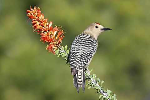 Gila Woodpecker Melanerpes uropygialis Tucson, Arizona, United States 6 April Adult Male on