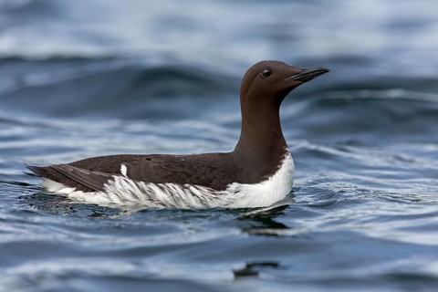 Trottellumme, Common Guillemot, Guillemot, Common Murre, Uria aalge, Guillemot de Troïl, Arao Común