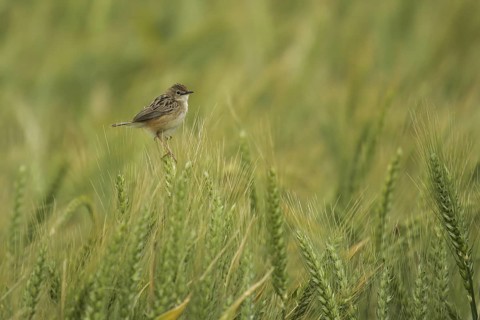 Zitting Cisticola (Cisticola juncidis), Andalusia, Spain