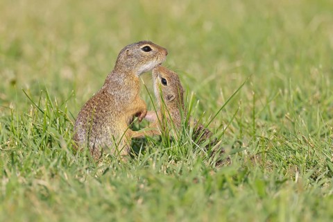 European ground squirrel (Spermophilus citellus) adult with young in a meadow, Burgenland Austria