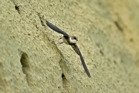 Sand martin (Riparia riparia), taking off from its breeding tube, Reussegg nature reserve, Canton