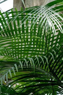 Close-up of Chamaedorea cascades with vibrant green, arching fronds. Ideal for adding a tropical