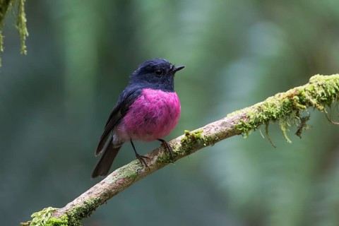 Pink Robin (Petroica rodinogaster) male perched on a branch, Victoria, Australia